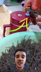 استخراج سم العقرب