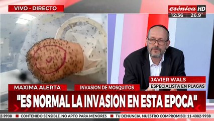 Alerta máxima: ¿A qué se debe la invasión de mosquitos en esta época?