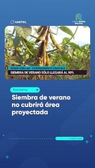 Siembra de verano no cubre área proyectada ante la falta de lluvia, según productores