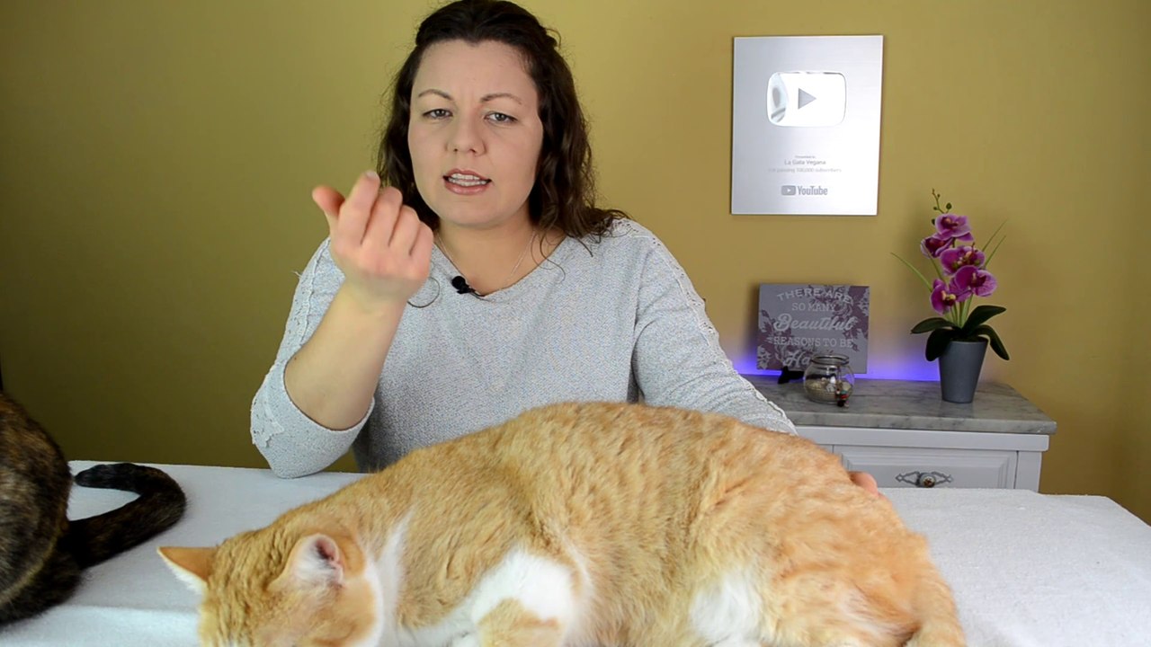 CÓMO SABER SI UN GATO ES MACHO O HEMBRA DESDE EL MOMENTO DE NACER SIN EQUIVOCARTE | LA GATA VEGANA