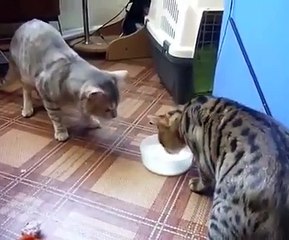 Cats Share Bowl of Milk