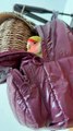 African Love Bird talking #pets