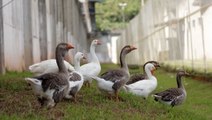 The Brazilian prison using geese instead of guard dogs