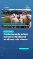 Productores de ovinos buscan consolidarse en el mercado interno