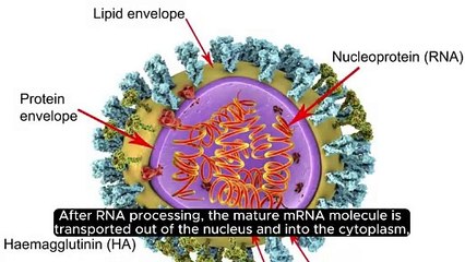 After RNA processing, the mature mRNA molecule is .mp4 (1)