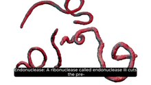 Transcription in Prokaryotes and Eukaryotes_ Processing of RNA_ Splicing