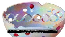 Splicing_ In eukaryotes, the introns within the pr.mp4