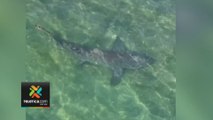 tn7-Turistas-que-visitan-el-Pacífico-norte-han-visto-tiburones-gata-y-ballenas-piloto-291223