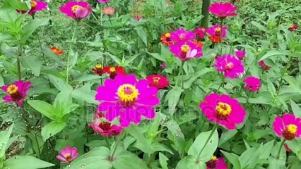 Beautiful zinnia flower