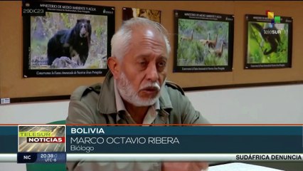 Bolivia: Estudios ambientales evidencian que los bosques son el sector con daños más graves
