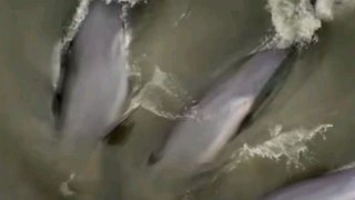 Why Would These Dolphins Strand Themselves？