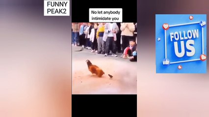 Is this Chicken/Fowl mad 