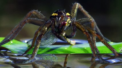 Wild Isles S01e04 Freshwater