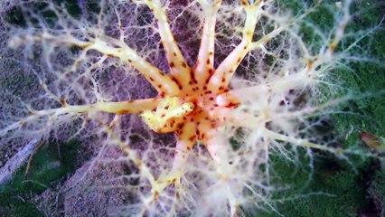 Wild Isles S01e05 Ocean