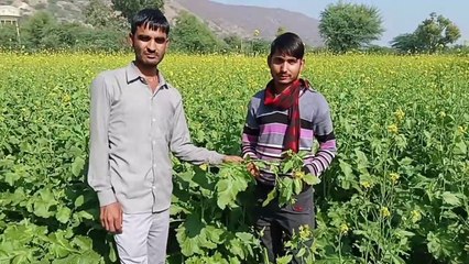 कड़ाके की सर्दी से सब्जियों में नुकसान, बैंगन-टमाटर को गलन से बचाने की मशक्कत