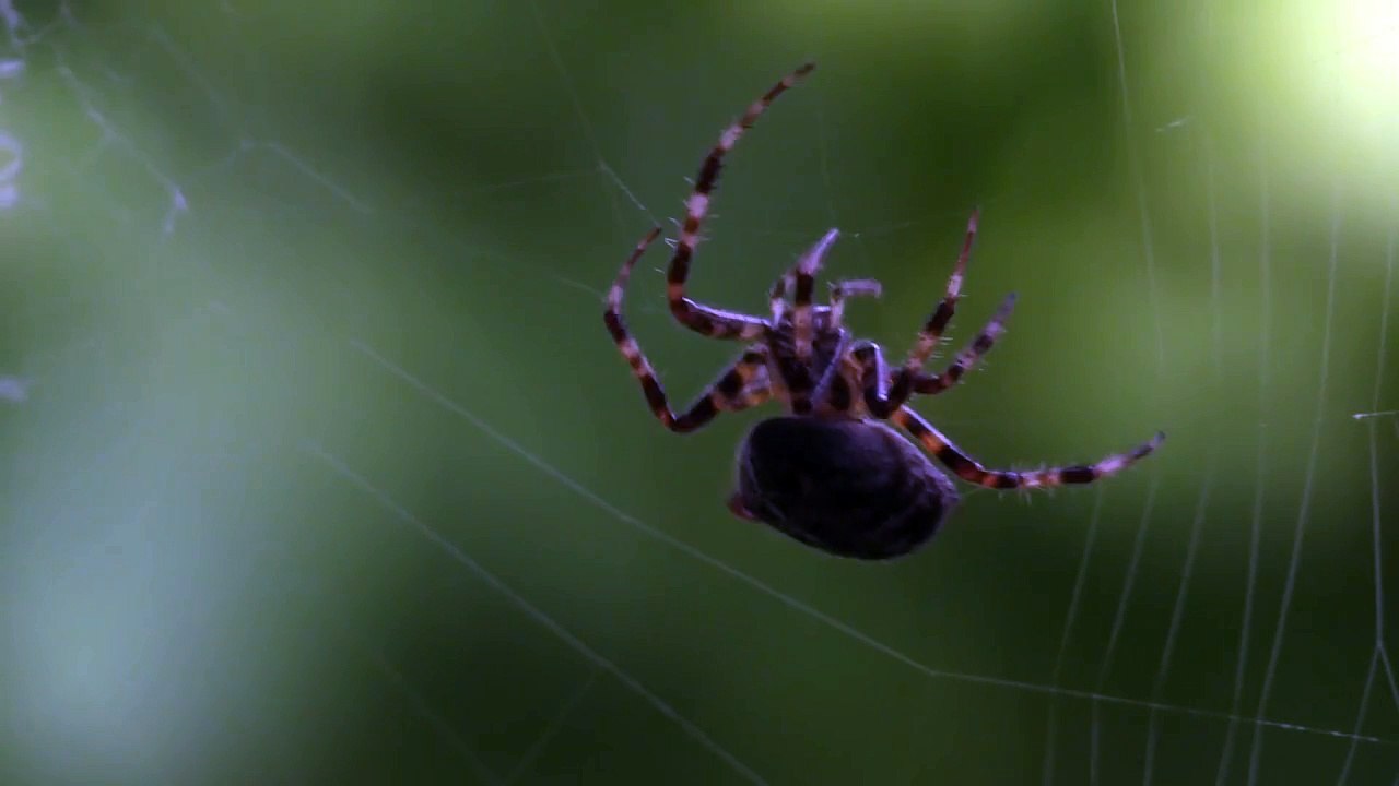 Spider