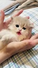 Hi Cat Say Wooo #cats #cutepets