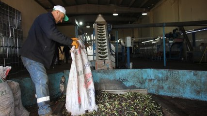 Zeytinyağında sahteciliğe dikkat: Sağlığınızdan olmayın! Sahte yağ nasıl anlaşılır?