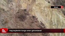 Sivas'ta dağ keçilerinin kavga anları görüntülendi