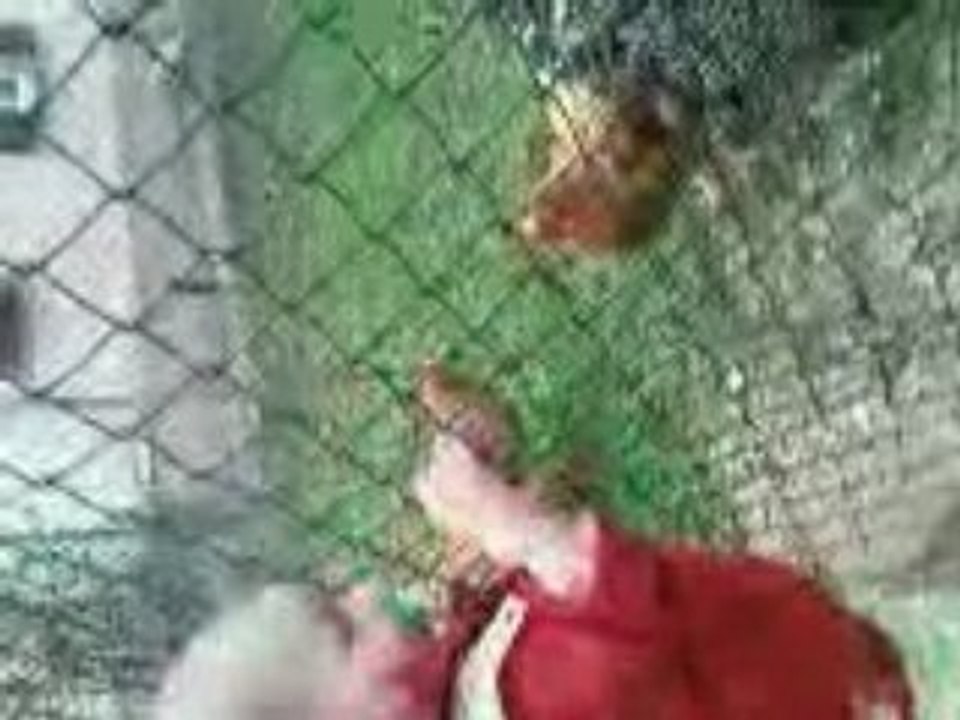 Poules