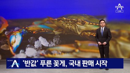 ‘반값’ 이탈리아 푸른 꽃게…국내 판매 시작