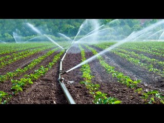 Ahazaza h’ubuhinzi mu Rwanda, umusaruro ubora ahandi bashonje: Ikiganiro na Dr Karangwa uyobora RAB