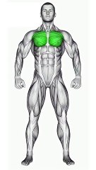 Exercises For Bigger Chest #biggerchest  #chestexercises  #fitnessgoals  #chest #chestday #shorts