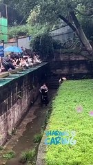 ☺️❤️ #panda #cutepanda #funnypanda #熊猫 #大熊猫 #shorts #pandalover #cuteanimals #funnyanimals #animallover #petlover #cutepandavideos #funnypandavideos #熊貓 #pandaoftiktok #pandaofinstagram #fyp