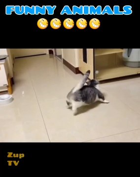 Funny Animals #funny #animals #funnyvideos #cats #dogs #pets #shorts #fyp #fypシ #foryou #zuptv #kesfet #acilartikbekeşfetim #cikarartiktictokbeniöne #cute #love #2023