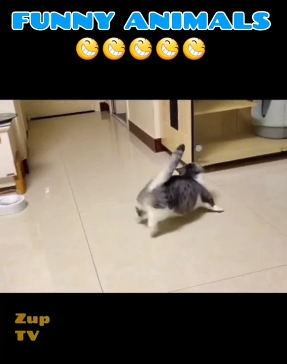 Funny Animals #funny #animals #funnyvideos #cats #dogs #pets #shorts #fyp #fypシ #foryou #zuptv #kesfet #acilartikbekeşfetim #cikarartiktictokbeniöne #cute #love #2023