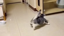 Funny Animals #funny #animals #funnyvideos #cats #dogs #pets #shorts #fyp #fypシ #foryou #zuptv #kesfet #acilartikbekeşfetim #cikarartiktictokbeniöne #cute #love #2023