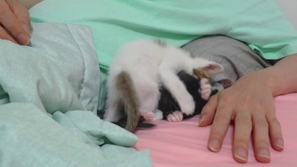 What Happens When Two Kittens Fight With Each Other