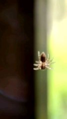 Why Spider Silk Is Stronger Than Steel