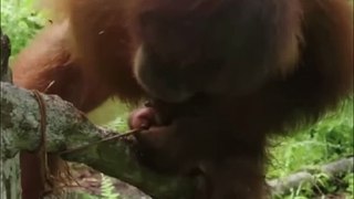 Why Orangutan Is Smarter Than Toddler