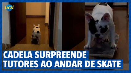 Cadela surpreende tutores ao andar de skate