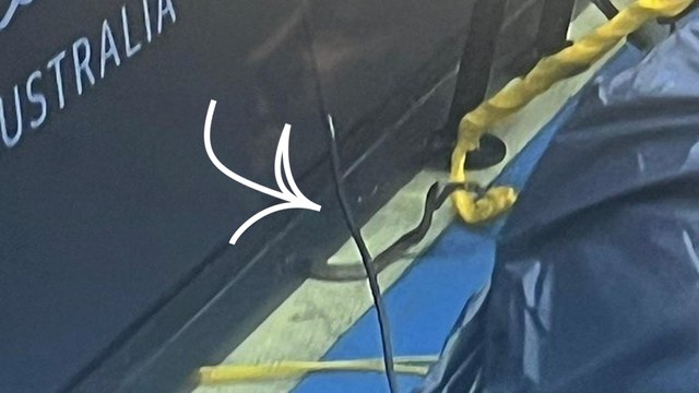 Australie : un serpent mortel perturbe un match de tennis de Dominic Thiem à Brisban