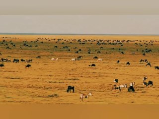 Wildlife: Wildlife Law Survival of the Fastest | Documentary about life in the wild.