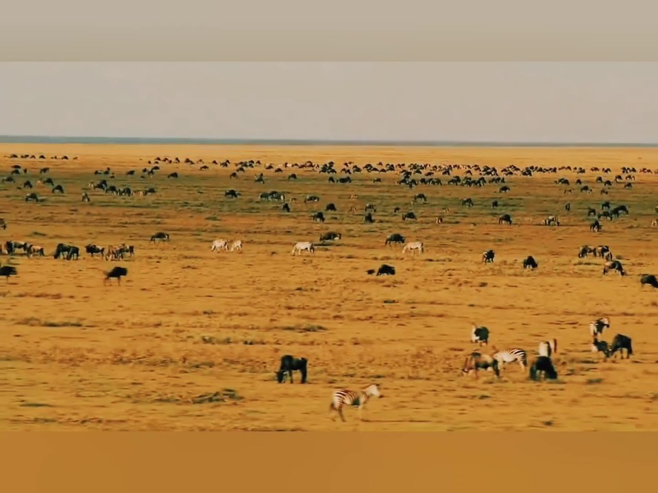 Wildlife: Wildlife Law Survival of the Fastest | Documentary about life in the wild.
