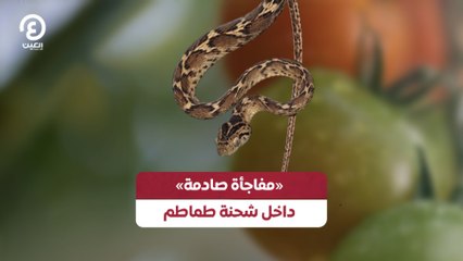 مفاجأة صادمة» داخل شحنة طماطم»