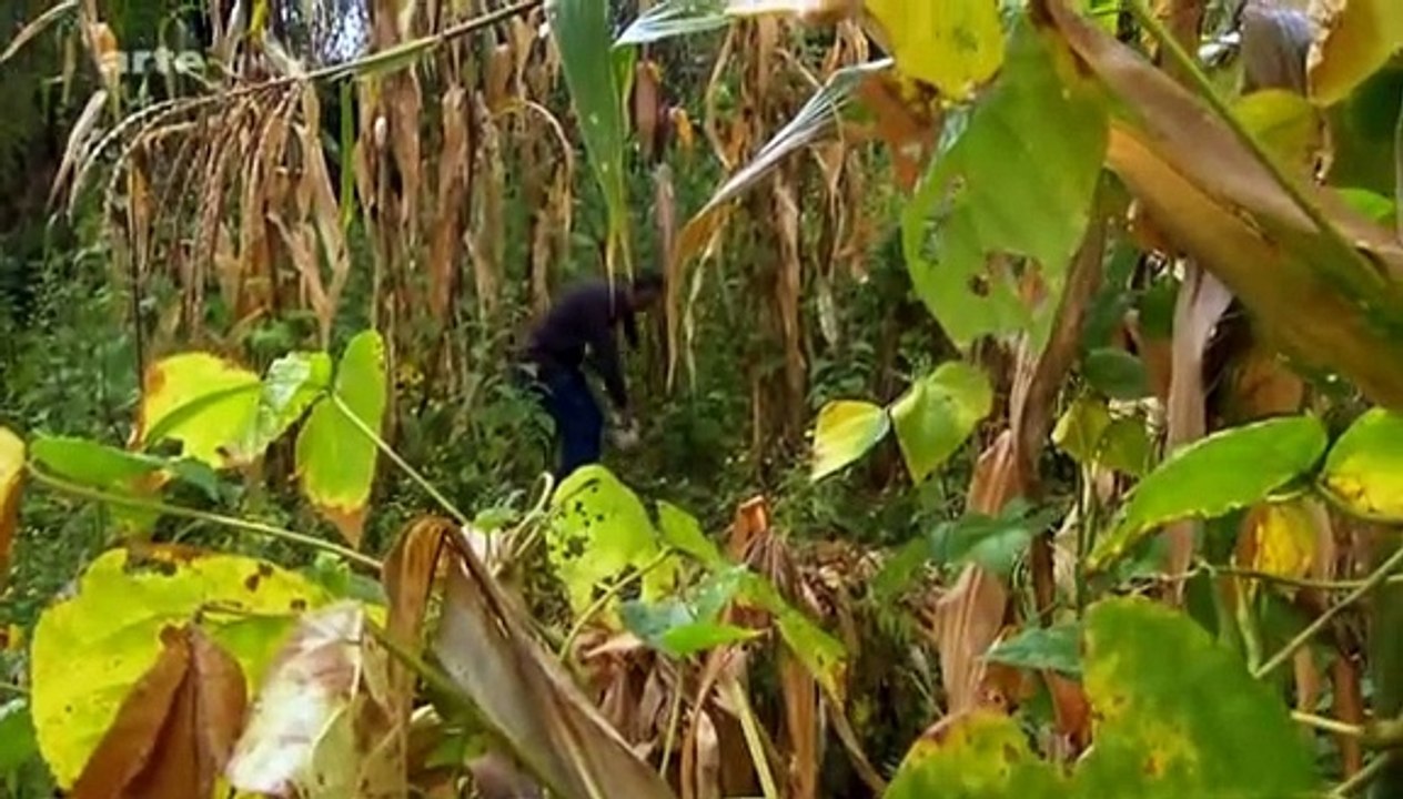 La bataille de nos assiettes. Documentaire. Malbouffe.