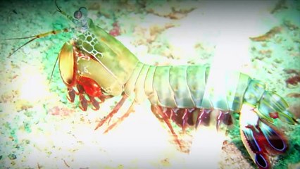 VAHŞİ SERÜVEN 1. BÖLÜM _ 4K HAYVAN BELGESELİ