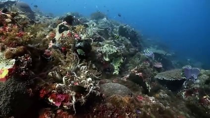 VAHŞİ SERÜVEN 6. BÖLÜM _ 4K HAYVAN BELGESELİ