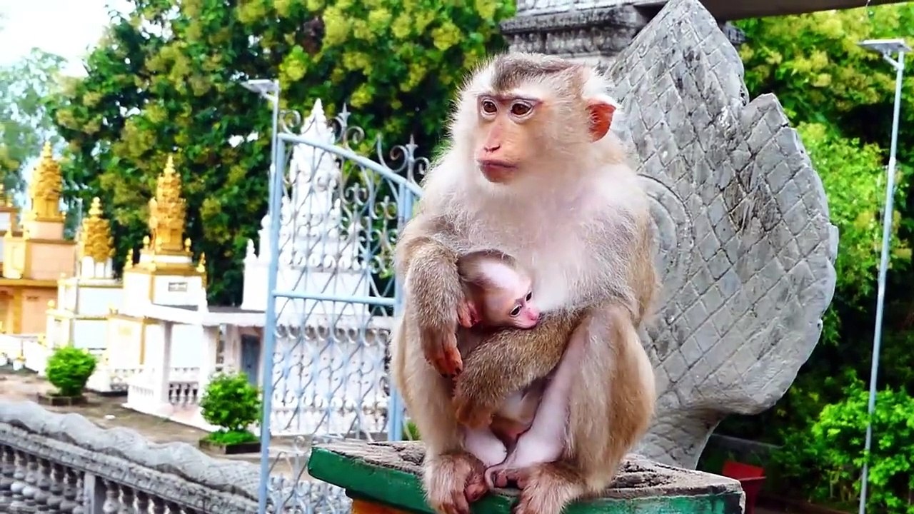 Oh Baby Really Wants To Eat, But Mother Moly Not Allow (720p_25fps_H264-192kbit_AAC)