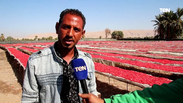 موسم الخيرات كاميرا TeN ترصد حصاد موسم الطماطم بمركز إسنا بالأقصر: المحصول وفير وسعر الكيلو هبط
