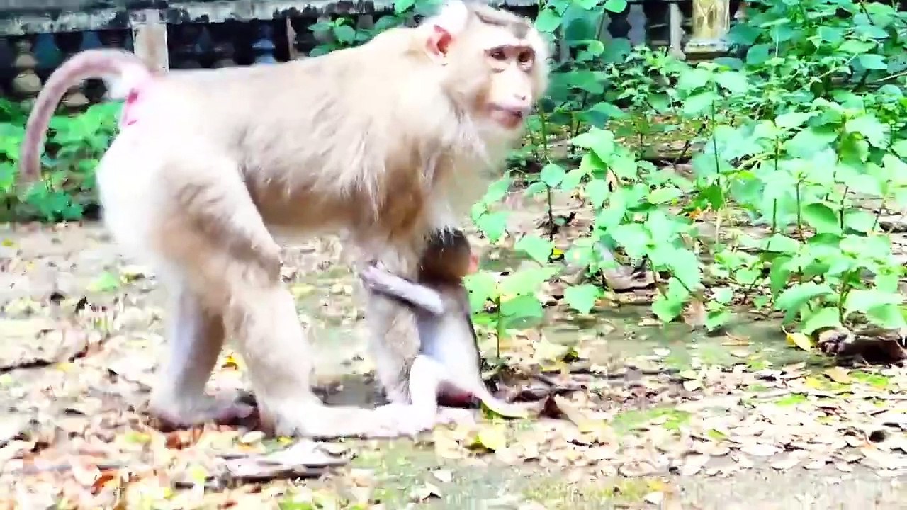 Oh Cool Look!, Cutie Baby Money Join Foods With His Beloved Mommy Moly, Long Cakes (720p_25fps_H264-192kbit_AAC)