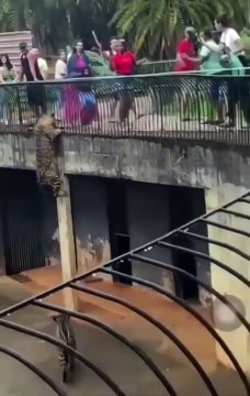 Onça escala recinto e assusta visitantes no Zoológico de Brasília