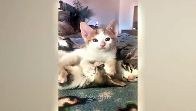 #haha#comedys#babs#comedyshorts#cuteanimals#ytshortsindia#cutebaby#comdy#comedys#babs#comedyshorts#cuteanimalsyt#ytshortsindia 有趣哈#cutebaby#comdycomedys#ba##cuteanimals# sindia#ytshortsindiaمضك ههههه#sex#جنس #comedys#babs#comedyshorts#cuteanimals#sexhotli