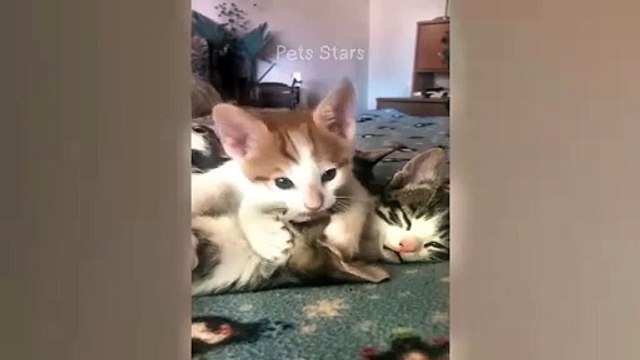 I cannot exchange pepe currency even though it exists and its quantity appears in the symbols. Does this mean that the currency contract has changed or something else has happened that I do not know exactly?76