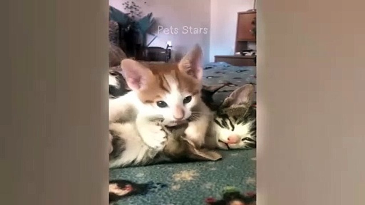 I cannot exchange pepe currency even though it exists and its quantity appears in the symbols. Does this mean that the currency contract has changed or something else has happened that I do not know exactly?76