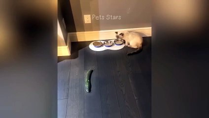 #ytshortsindia morsomt haha #comedys #babs #comedyshorts #cuteanimals #ytshortsindia​​​ #cutebaby #comdy #comedys #babs #comedyshorts #cuteanimalsytshortsindia #ytshortsindia 有趣哈哈 #cutebaby #comdycomedys #ba# Comedyshorts #cuteanimals#ytsh67